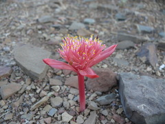 Haemanthus barkerae