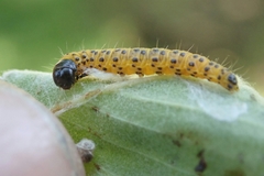 Archips rileyana