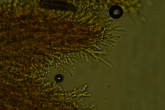 Hyphodontia arguta