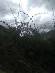 Chusquea galeottiana