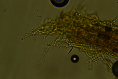 Hyphodontia arguta