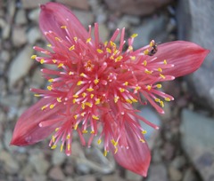 Haemanthus barkerae