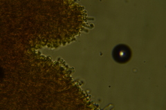Hyphodontia arguta