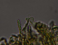 Hyphodontia arguta