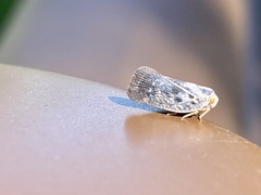 Metcalfa