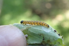 Archips rileyana