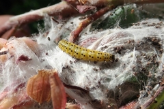 Archips rileyana