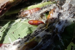 Archips rileyana