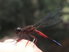 Platycypha fitzsimonsi