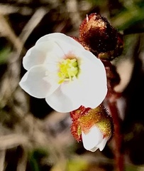 Drosera aliciae