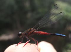 Platycypha fitzsimonsi