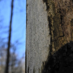 Chaenothecopsis debilis