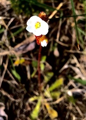 Drosera aliciae