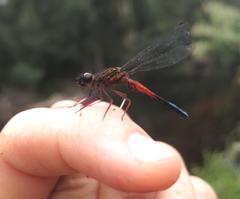 Platycypha fitzsimonsi