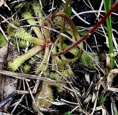 Drosera aliciae