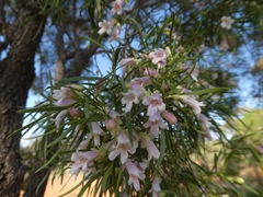 Eremophila sturtii
