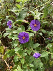 Lycianthes lycioides