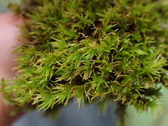 Grimmia ramondii