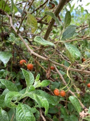 Lycianthes lycioides