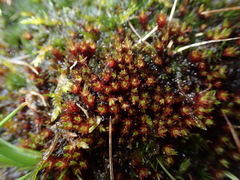 Imbribryum alpinum