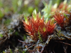 Imbribryum alpinum