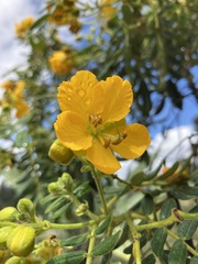 Senna multiglandulosa