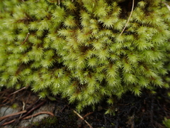 Breutelia chrysocoma