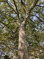 Platanus × hispanica