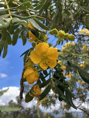 Senna multiglandulosa