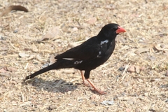 Bubalornis niger niger