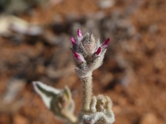 Ptilotus sessilifolius