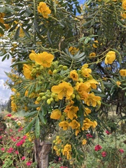 Senna multiglandulosa