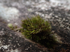 Campylopus atrovirens