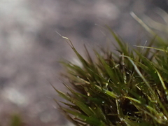 Campylopus atrovirens