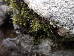 Campylopus atrovirens
