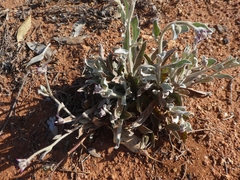 Ptilotus sessilifolius