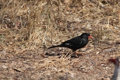 Bubalornis niger niger
