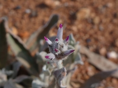 Ptilotus sessilifolius