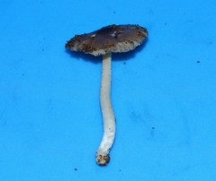 Bolbitius reticulatus