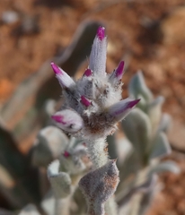Ptilotus sessilifolius