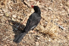 Bubalornis niger niger