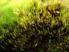 Campylopus flexuosus