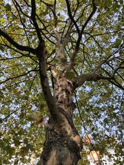 Platanus × hispanica