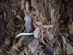 Bolbitius reticulatus