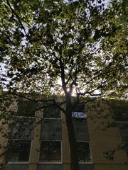 Platanus × hispanica