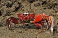 Paraleptuca chlorophthalmus