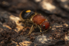 Odontomutilla uranioides