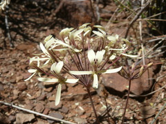 Pelargonium luteum