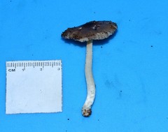 Bolbitius reticulatus