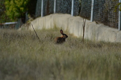Oryctolagus cuniculus